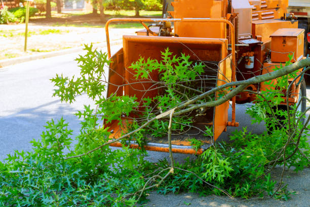 Best Large Tree Removal  in , ID